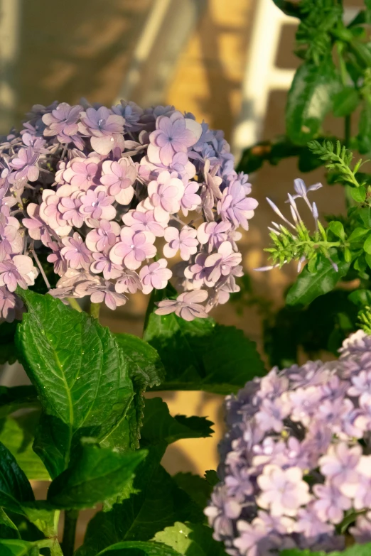 several purple and white flowers with green leaves