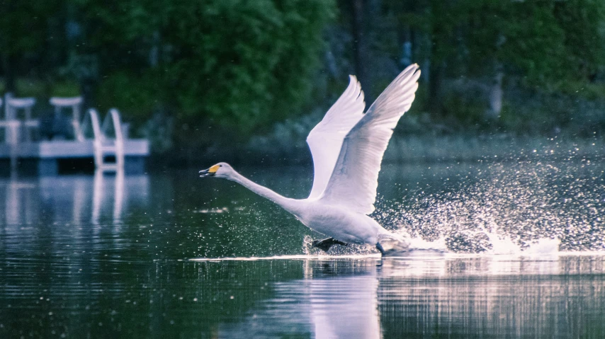 a single swan is flying over the water