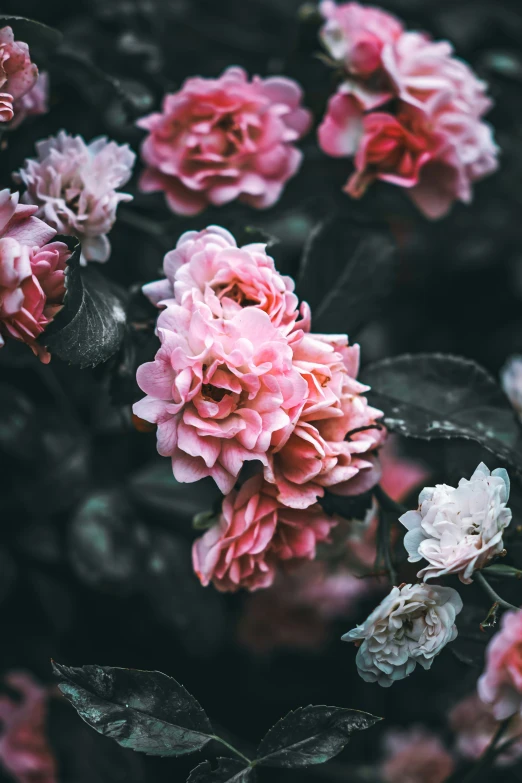 some pink flowers are growing in a flower pot