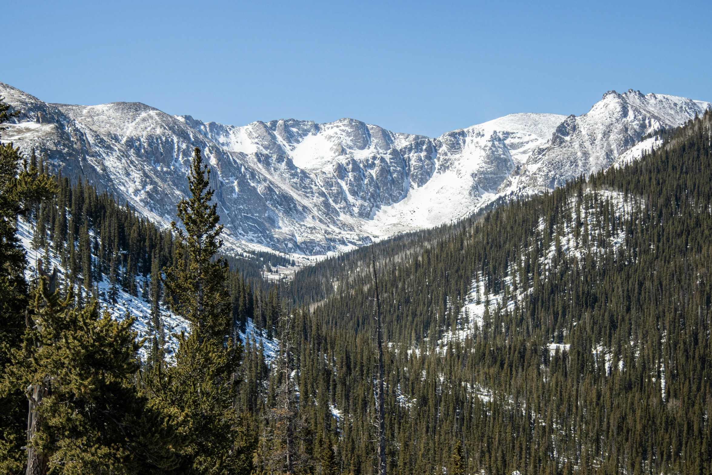 the snow - covered mountains are visible through the pine forest