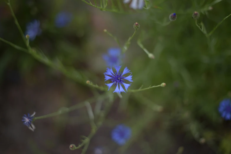 the wildflowers are growing very bright blue