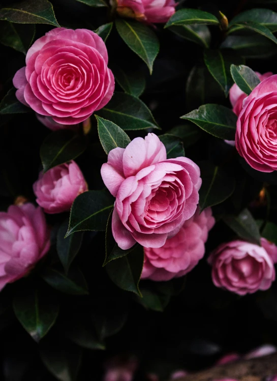 flowers with green leaves in the dark