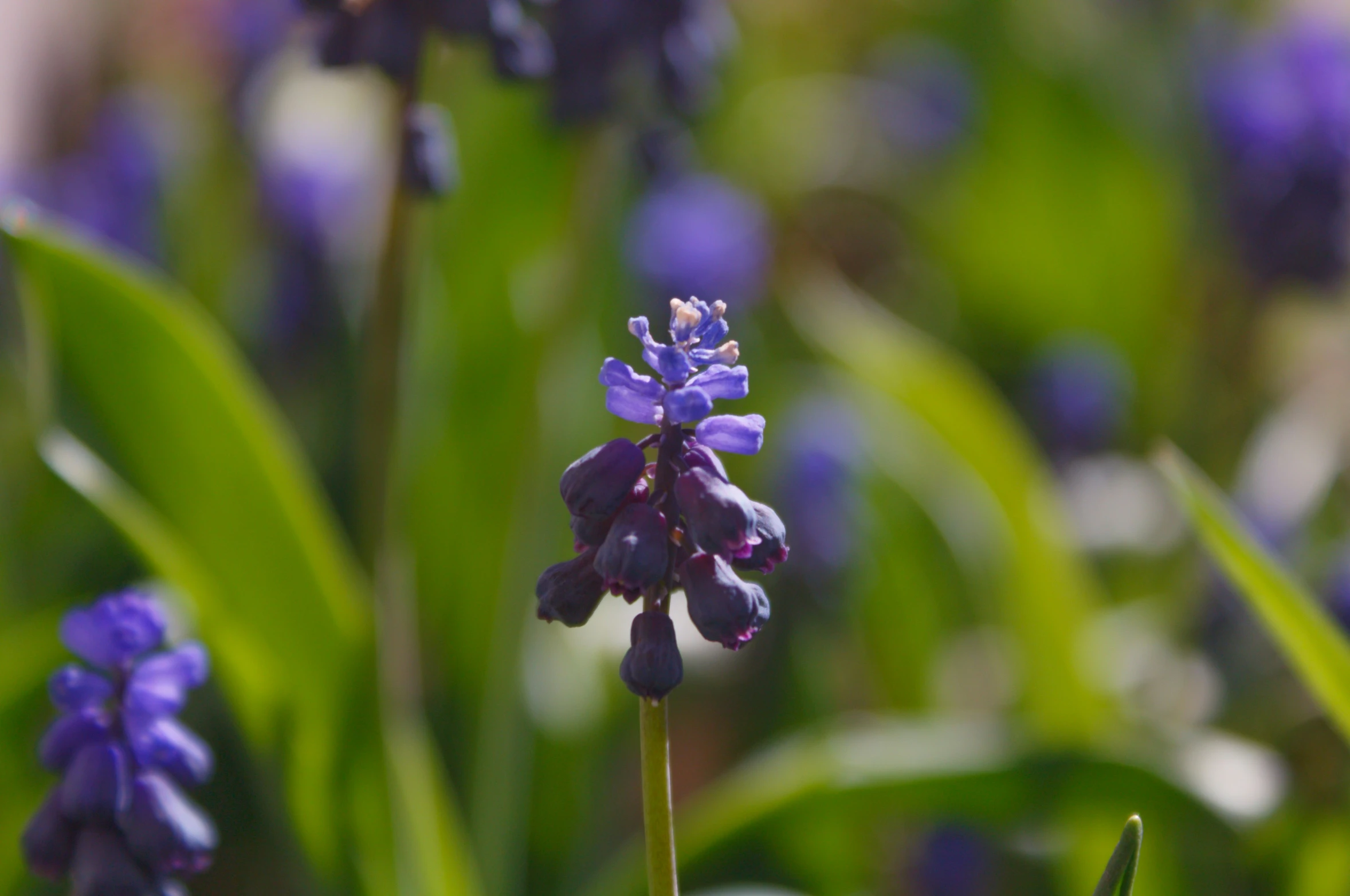 a close up of a bunch of purple flowers