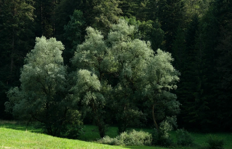 a couple of trees in a grassy field