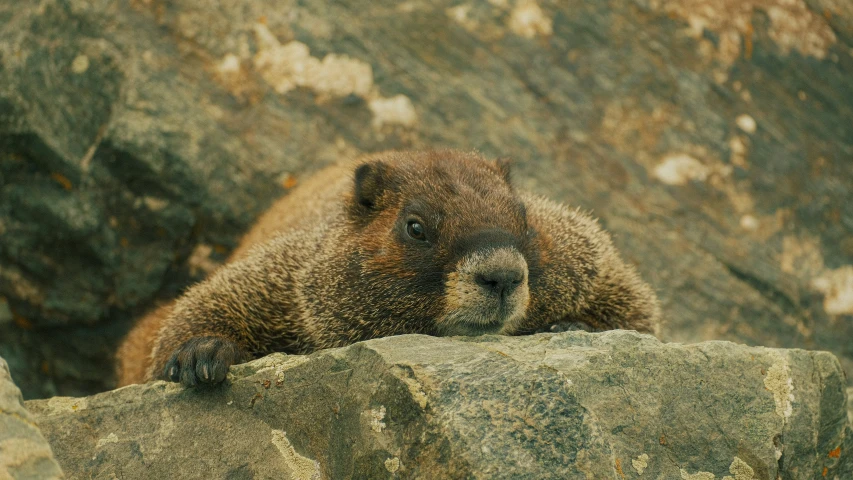 a bear rests his head on a rock