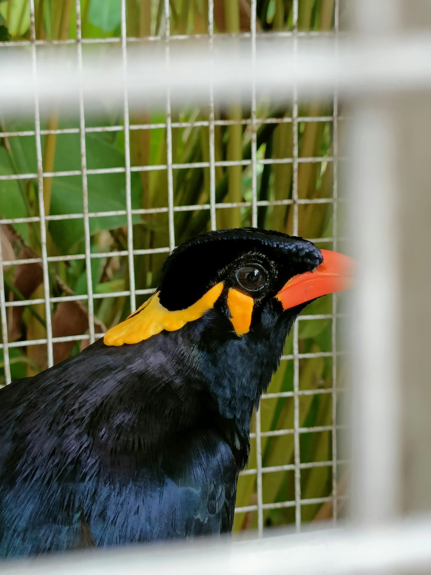 a black bird with orange and yellow beak sitting in a cage