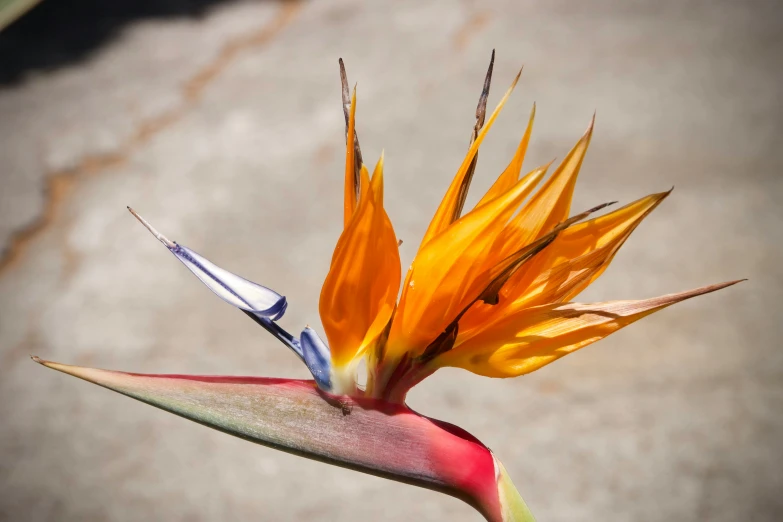 a bird of paradise flower with very long petals