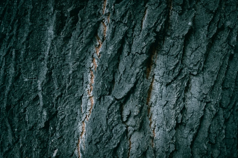 the bark of a tree with rusted bark