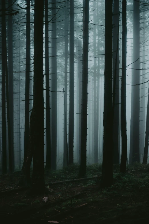 dark and foggy woods with trees all around