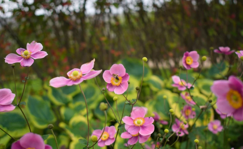 several pink flowers in the middle of a field