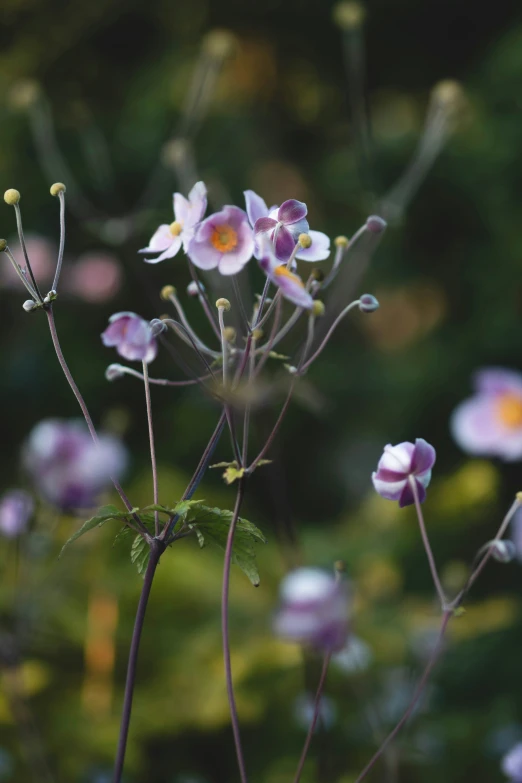 wildflowers and other flowers bloom on a green meadow