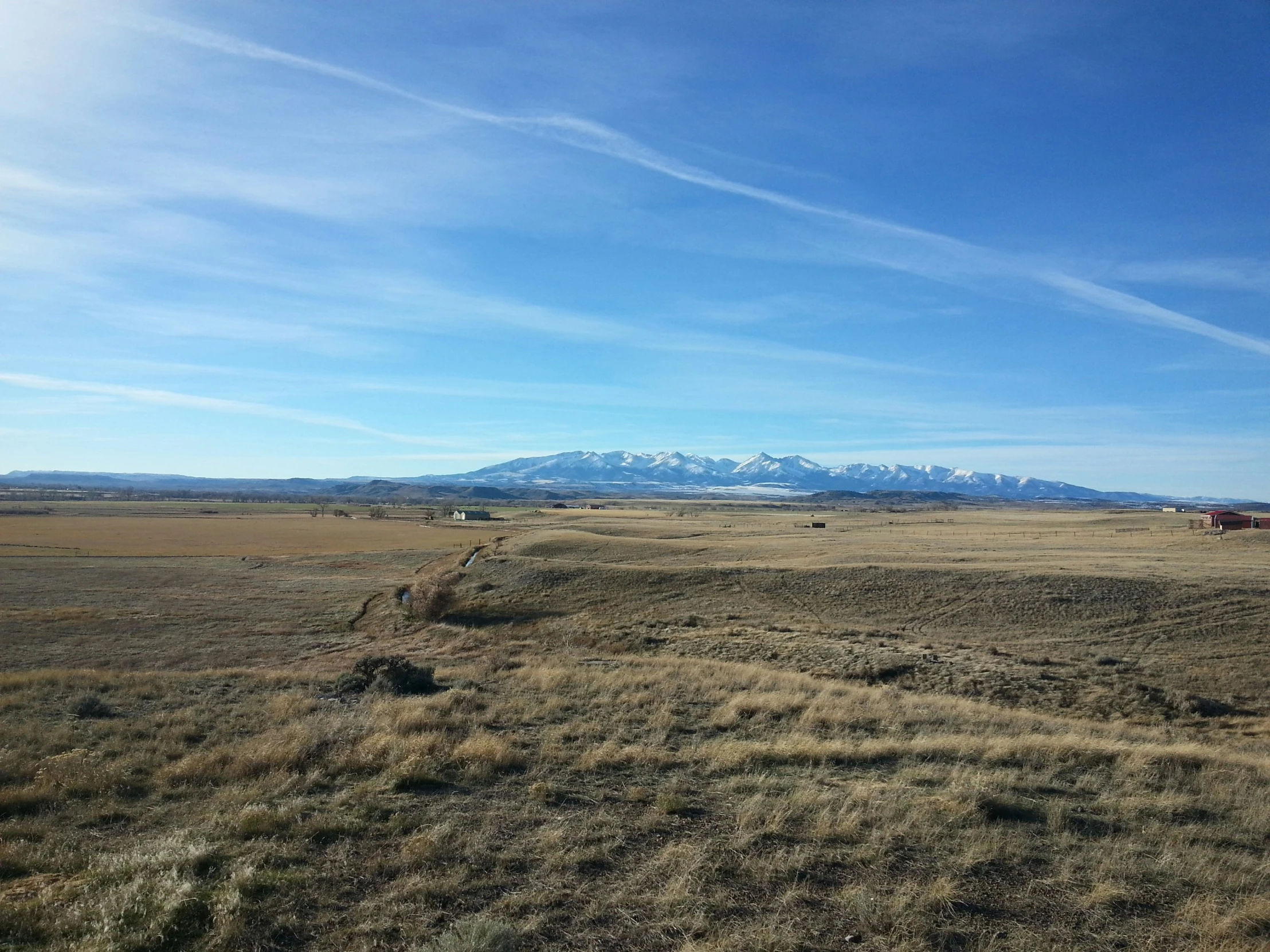 cattle graze on a grassy field with mountains in the background