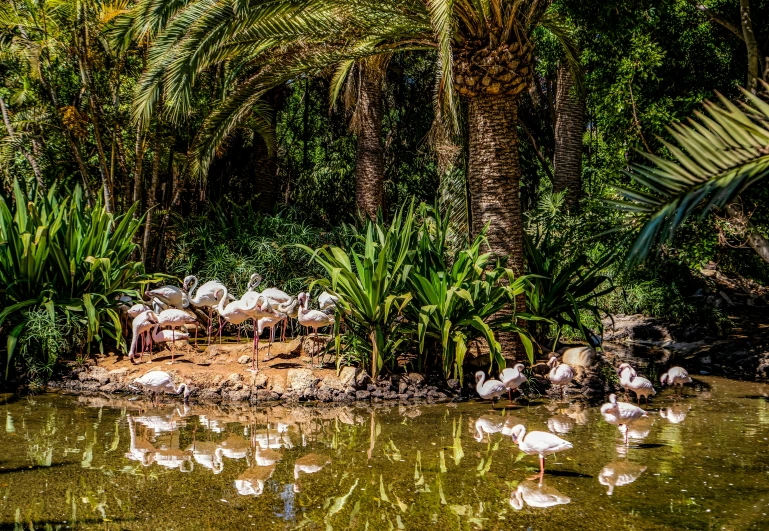 the water is full of green plants and ducks