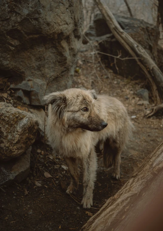 a wolf standing in a dirt and tree filled area