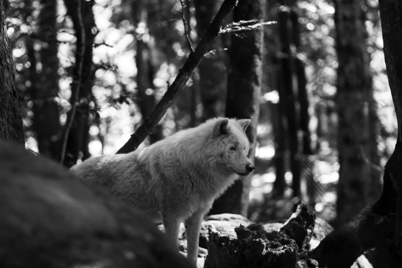 a lone wolf standing in a wooded area