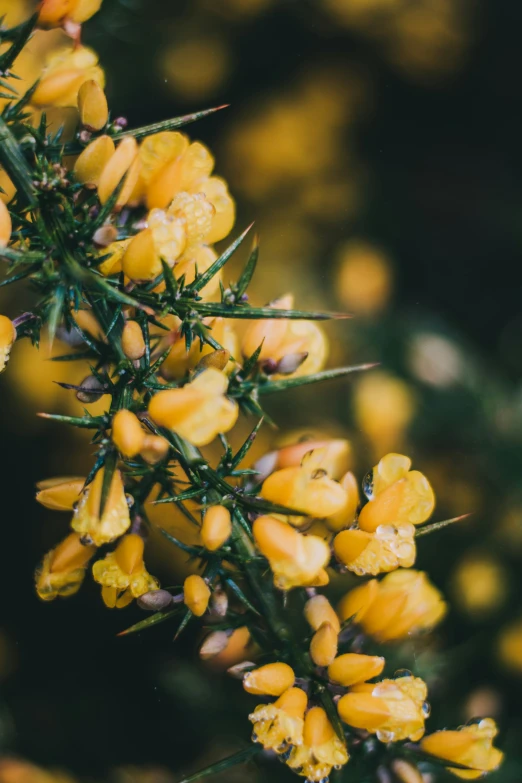 a plant with yellow flowers in the sunlight