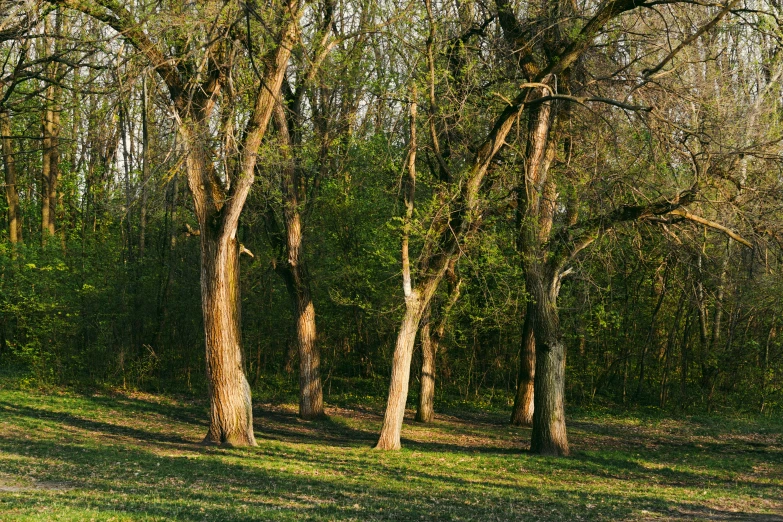 a number of trees on a field near one another