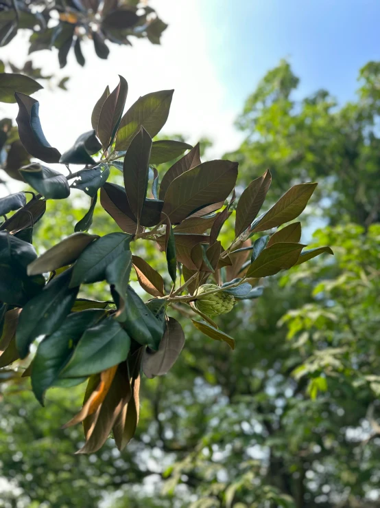 a bunch of green leaves that are on a tree