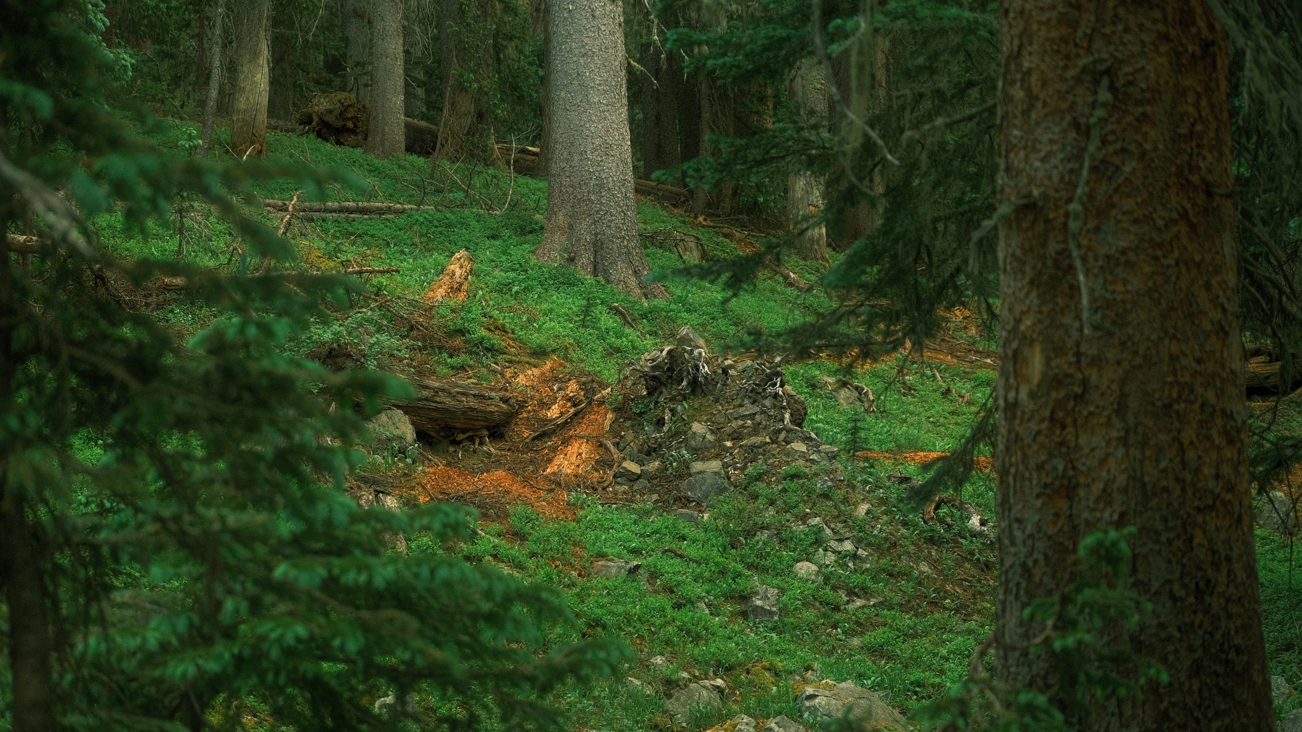 a tree filled forest with tall trees on a hillside