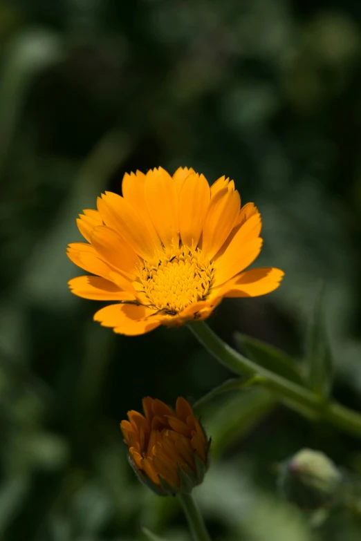 a yellow and orange flower sitting on top of a green plant