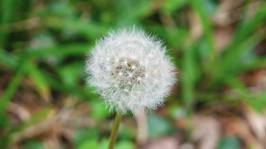 a dandelion flower in the middle of some grass