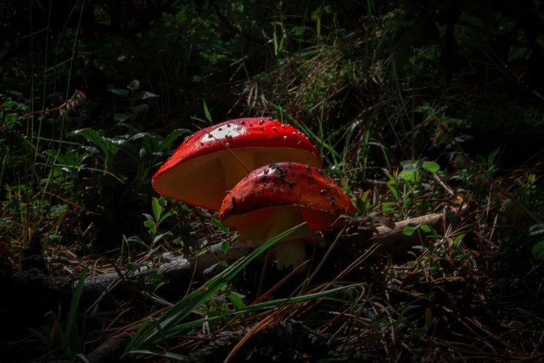 two red mushrooms sit on a green area in the forest