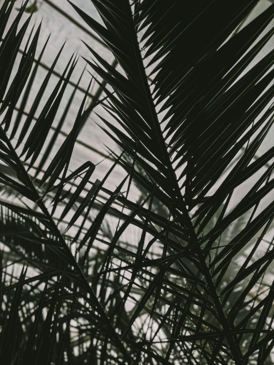 a palm leaf is looking straight ahead with a sky background