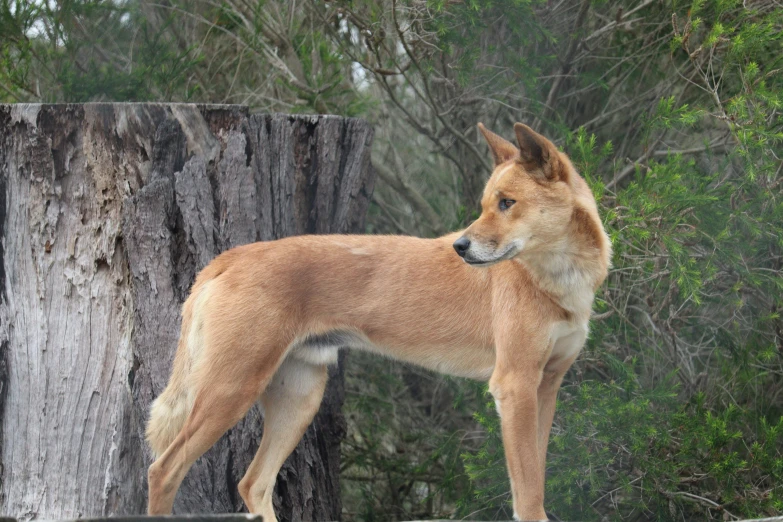 the brown dog stands next to an old tree