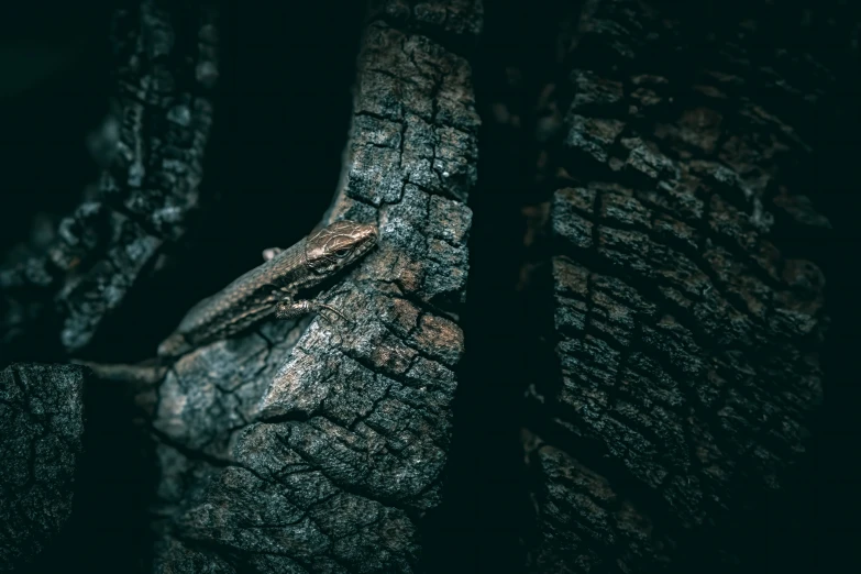 an alligator is seen curled up on the nch