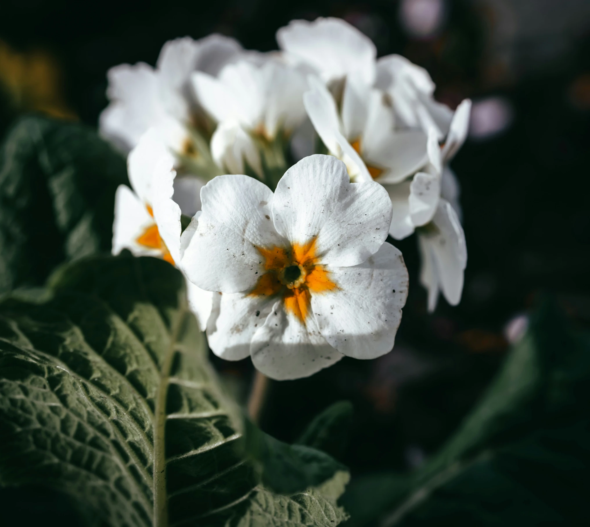 three white flowers sitting next to each other on green leaves