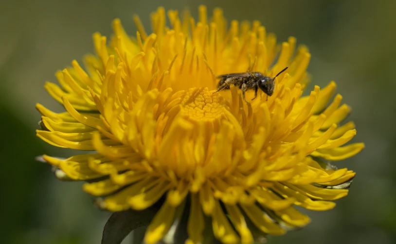 a bee sitting on a yellow flower and looking at the camera