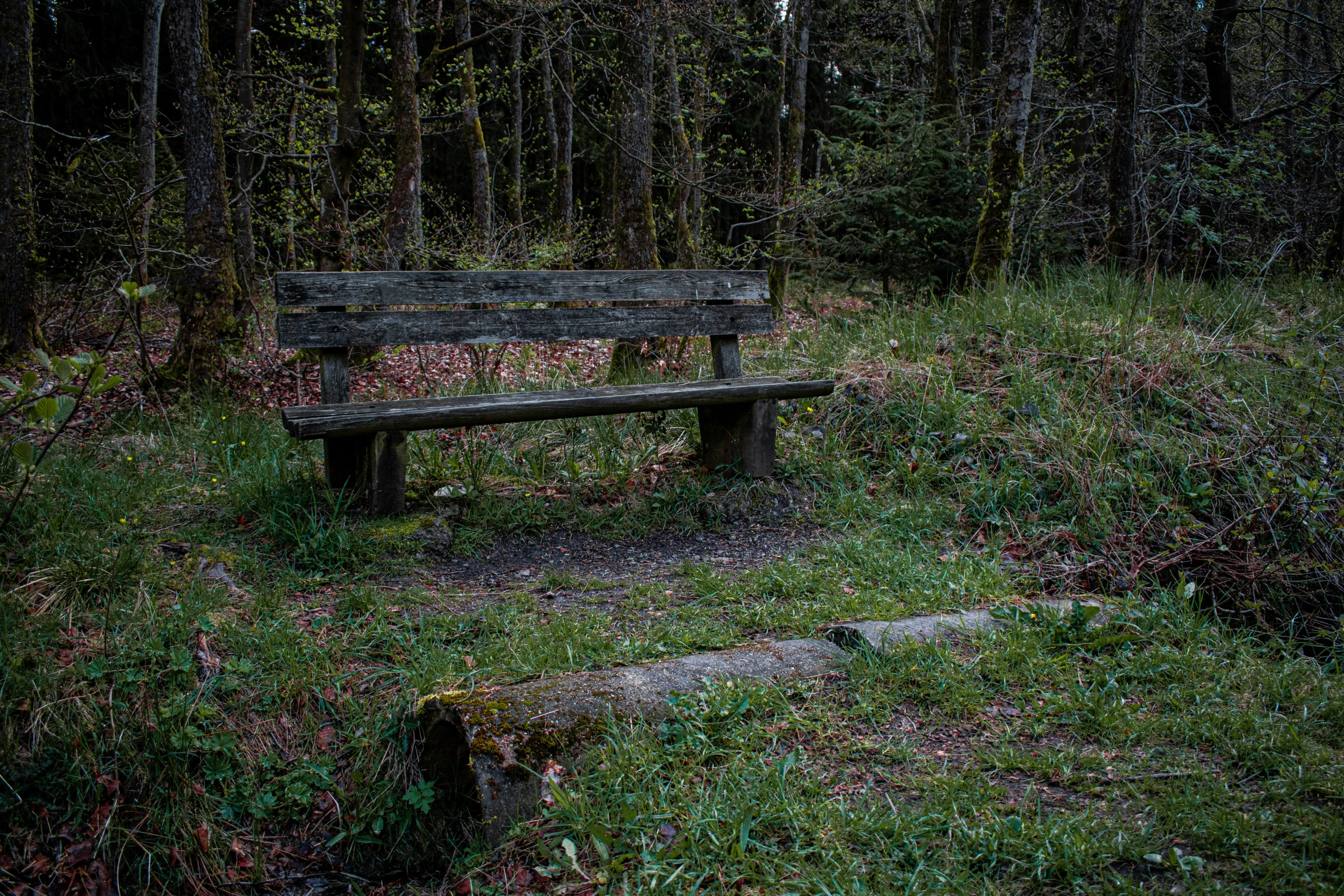 a bench in the middle of a forest