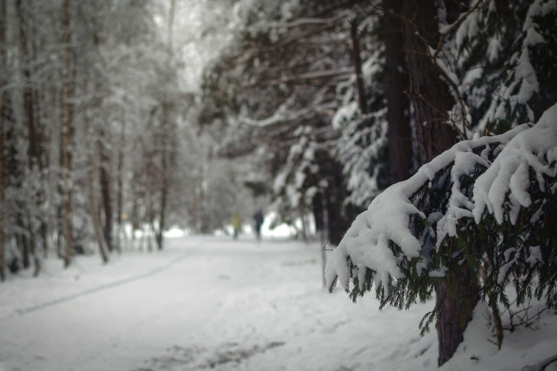 a snow covered trail is lined with pine trees