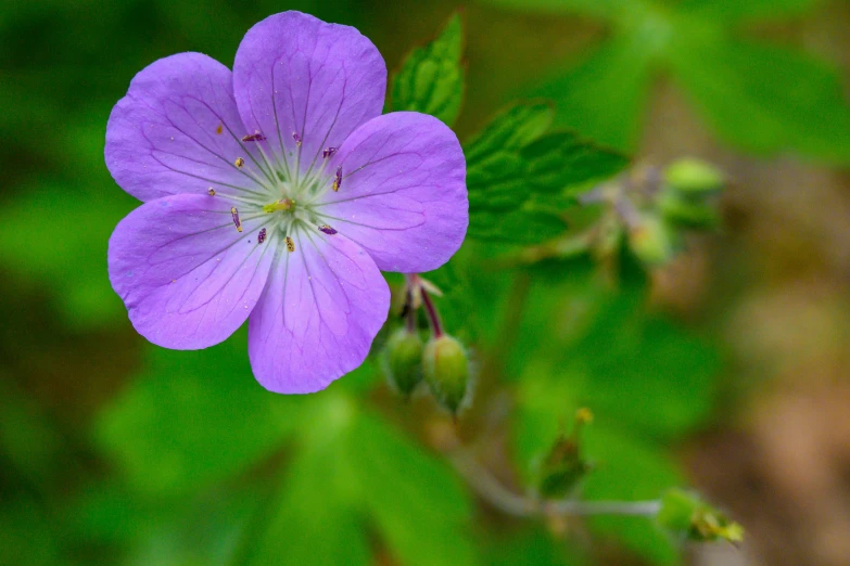 purple flowers are growing out of the woods