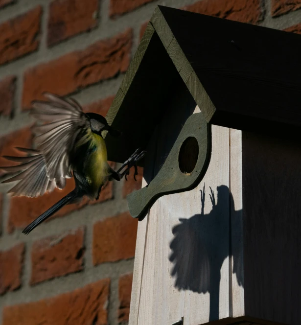 a small bird flies out of its house