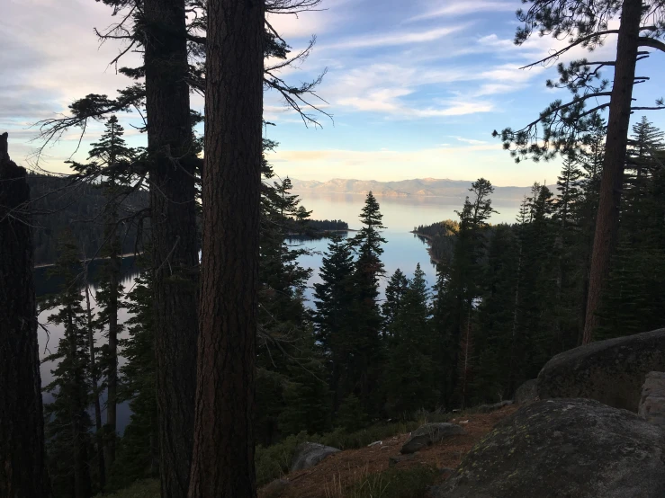 a lone bear in the wilderness overlooks lake