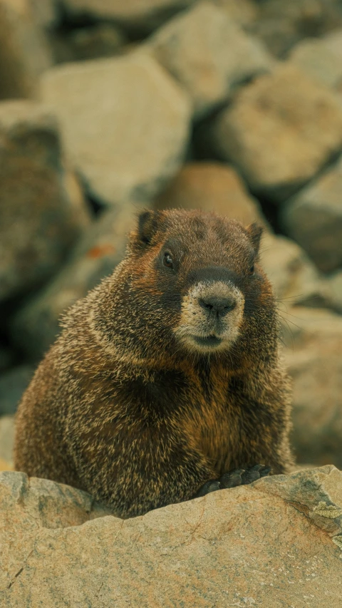 a brown animal is sitting on some rocks