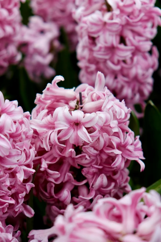 pink flowers with green leaves in the foreground