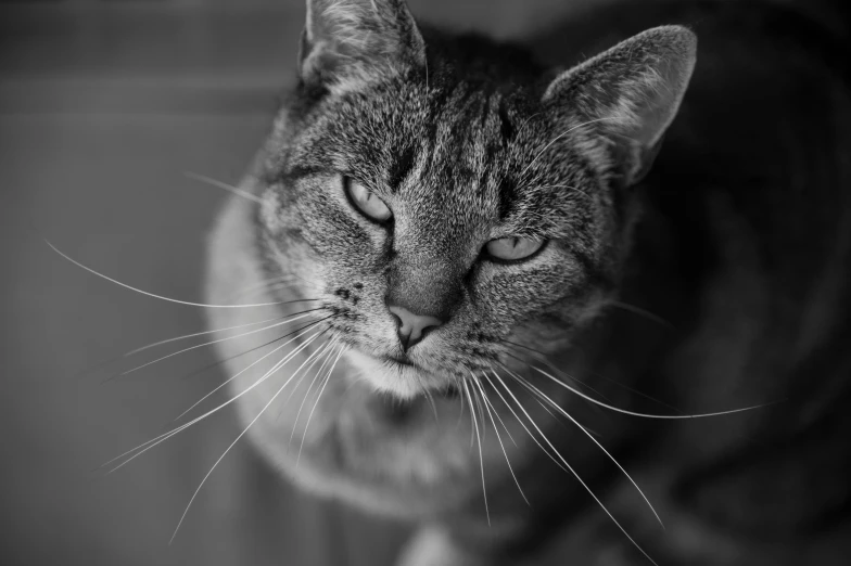 a close up of a cat with long whiskers