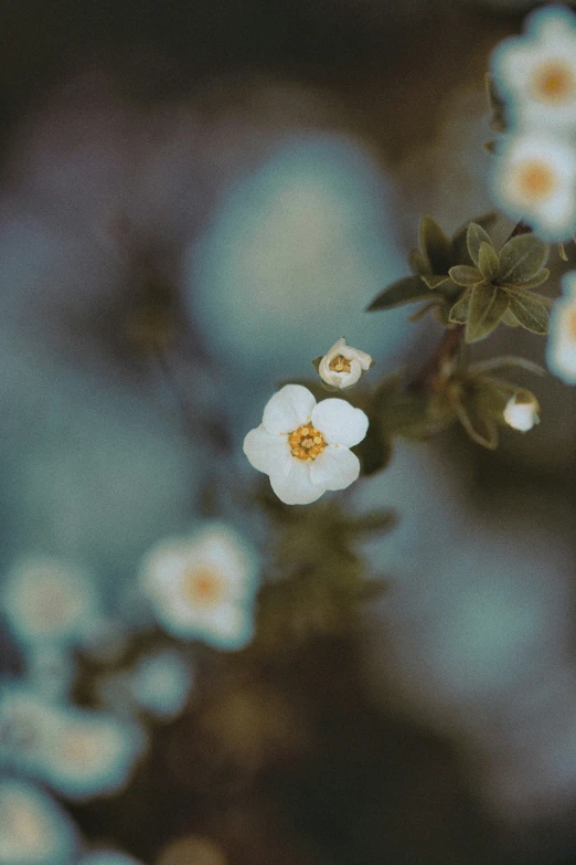 two white flowers are blooming together and some leaves are in the background