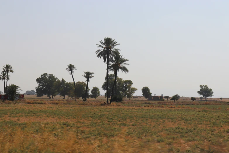 several trees and animals in the field