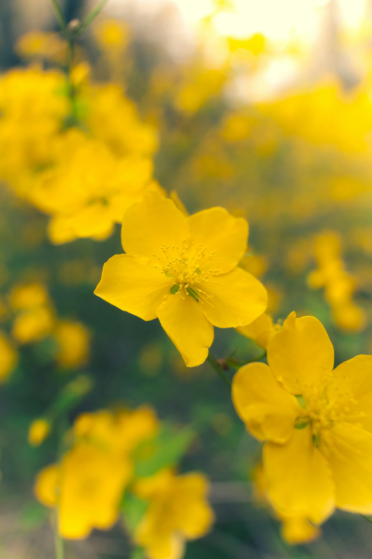 a bunch of yellow flowers are in the field