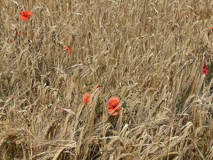 some red flowers are in the tall dry grass