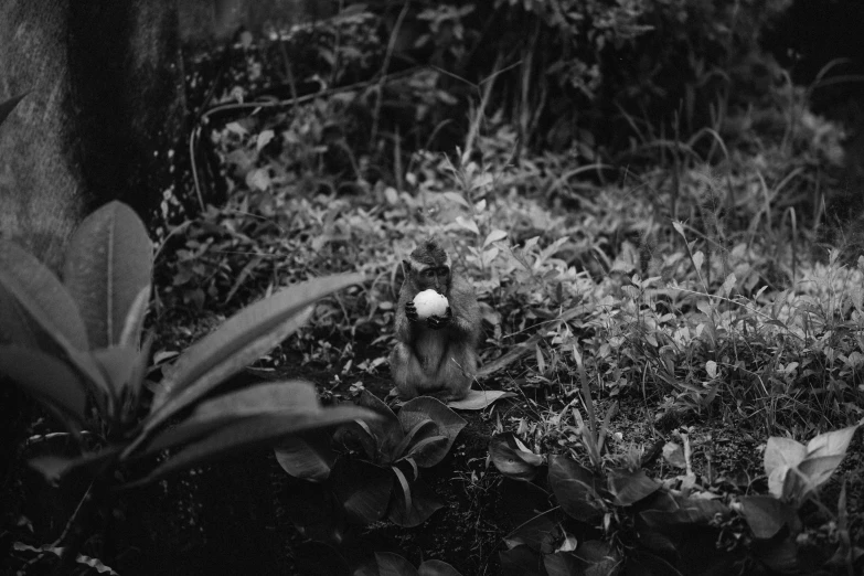 a cat hiding in the grass among the plants