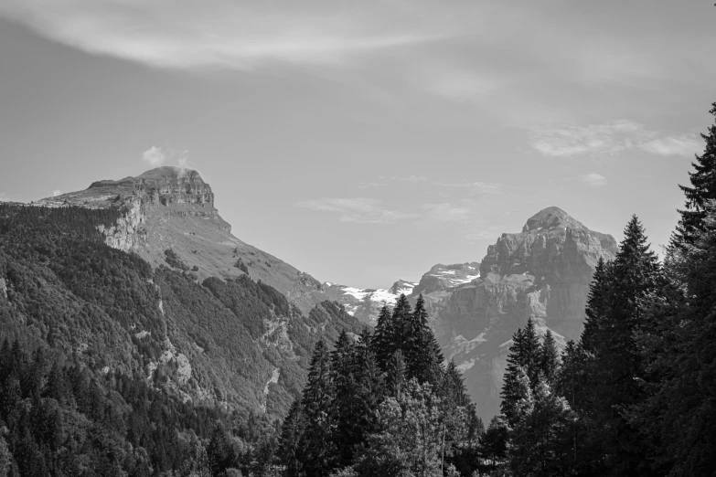 some large trees and some mountains in black and white