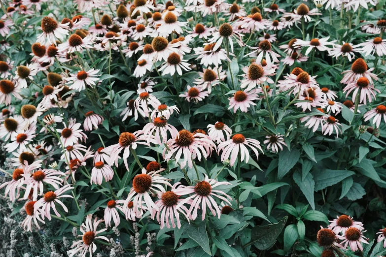 a bunch of different white and red flowers on a field