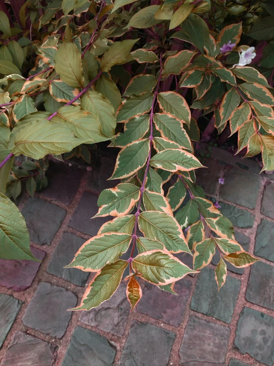 a lush plant sitting on a stone patio