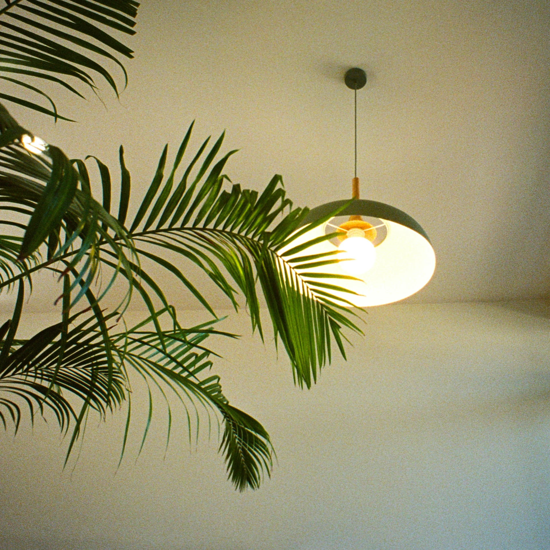 there are two lamps hanging above a plant