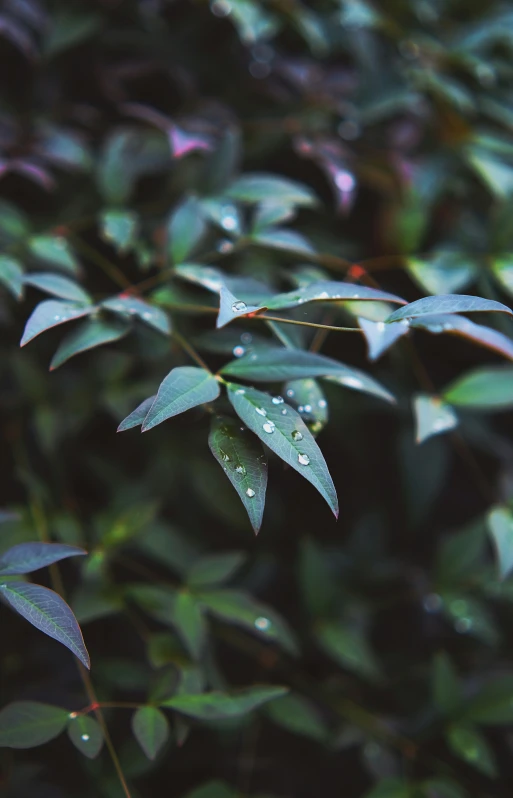 a green bush with water droplets on it