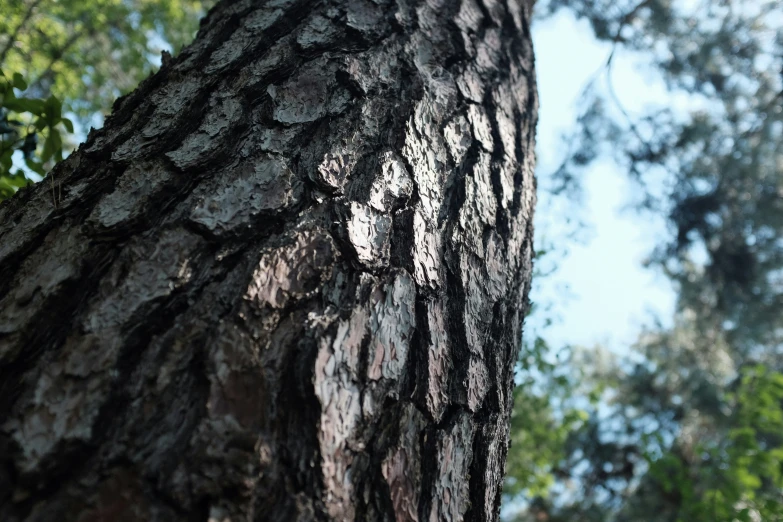 the bark on this tree is marked with little black dots